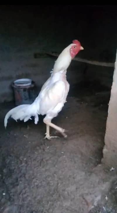 Heera Aseel Seutp
