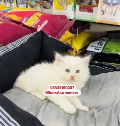 ( Persian Female Kitten ) For sale Contact WhatsApp