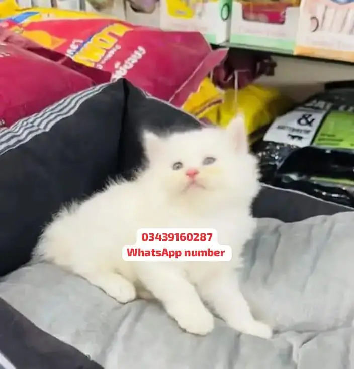 ( Persian Female Kitten ) For sale Contact WhatsApp — photo 2