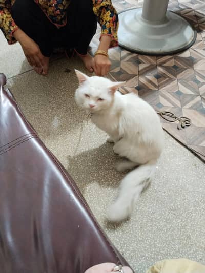 persian cat | doll face | double coated | white persian cat for sale