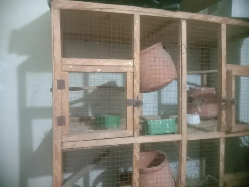 cage for birds — photo 2