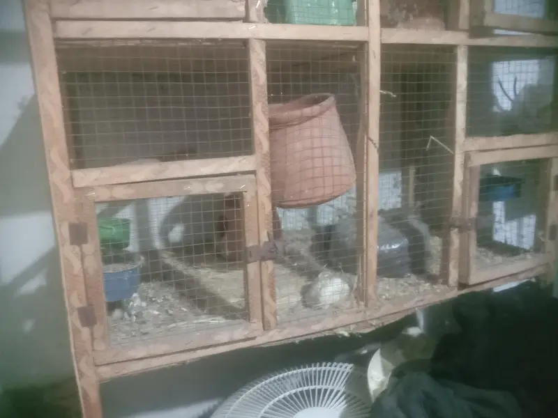 cage for birds — photo 3