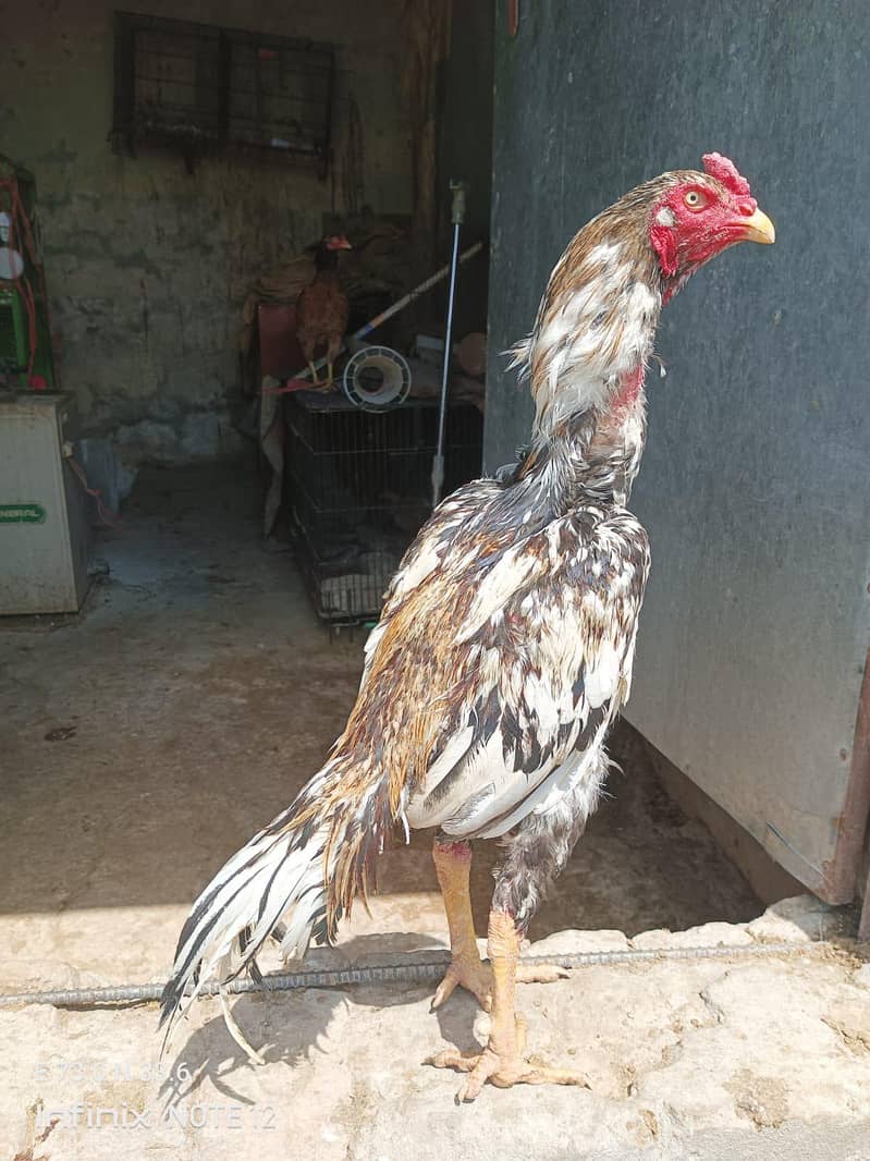 cheena murga 0