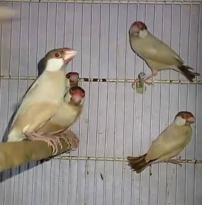 Fawn java redy to breed pairs avalible quality DARK