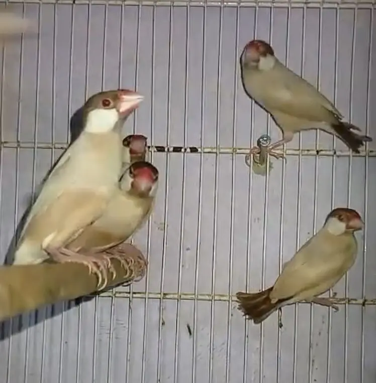 Fawn java redy to breed pairs avalible quality DARK