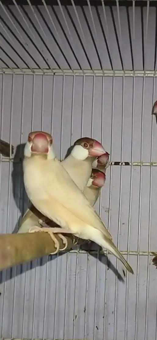 Fawn java redy to breed pairs avalible quality DARK — photo 2