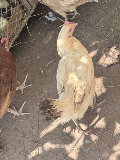 Hens male female