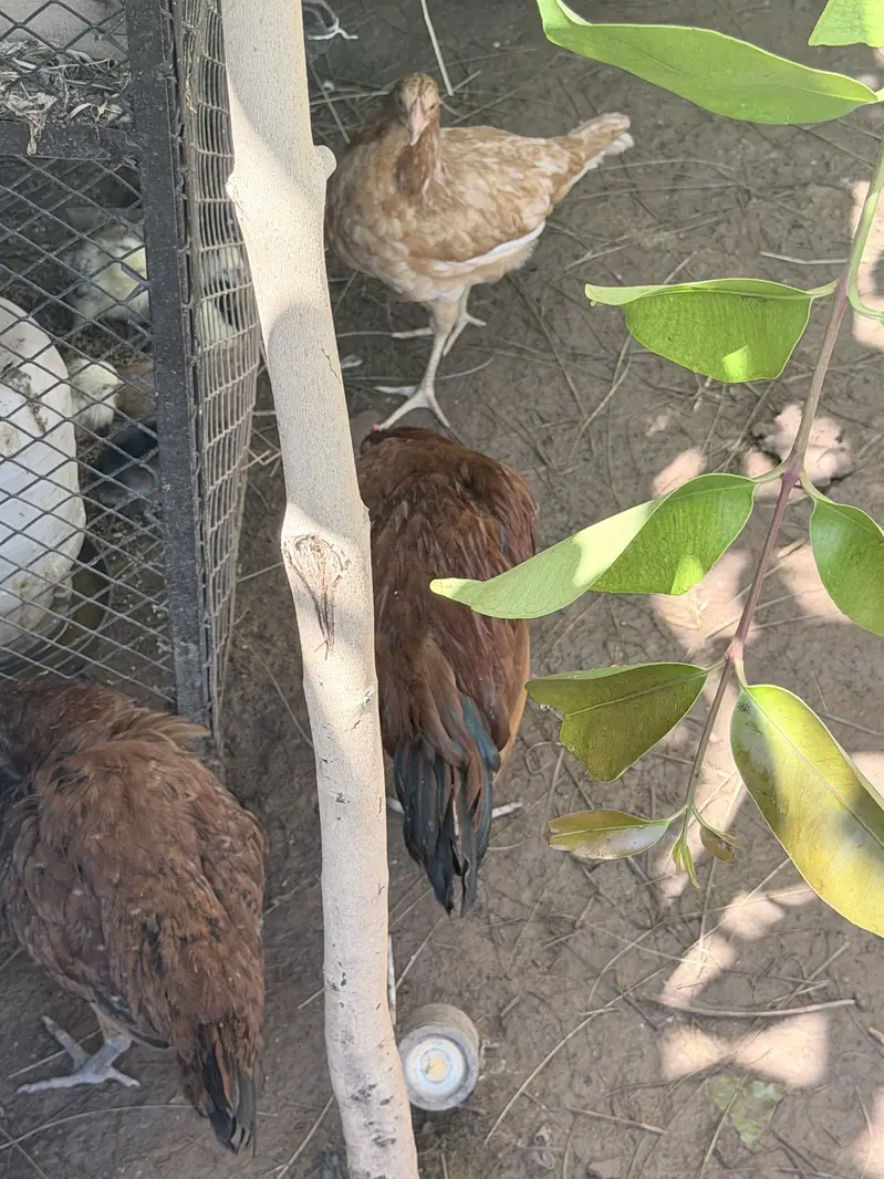 Hens male female — photo 2