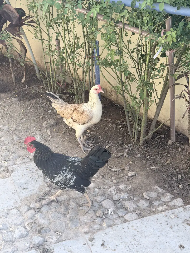 Hens male female — photo 3