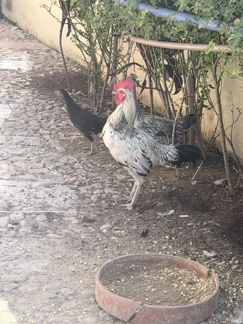 Hens male female — photo 4