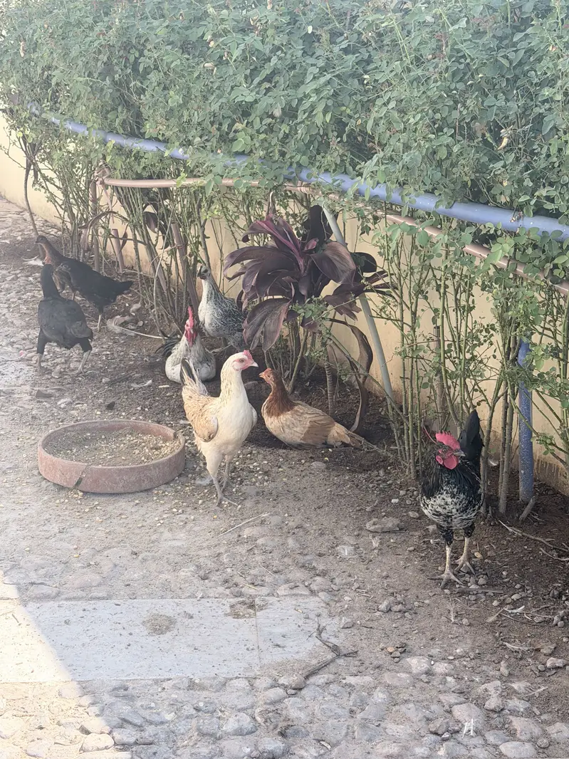 Hens male female — photo 5