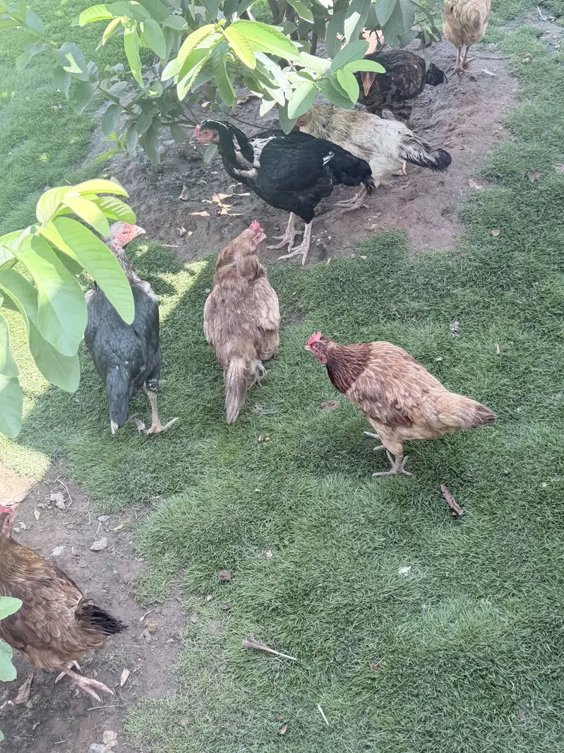 Hens male female — photo 6