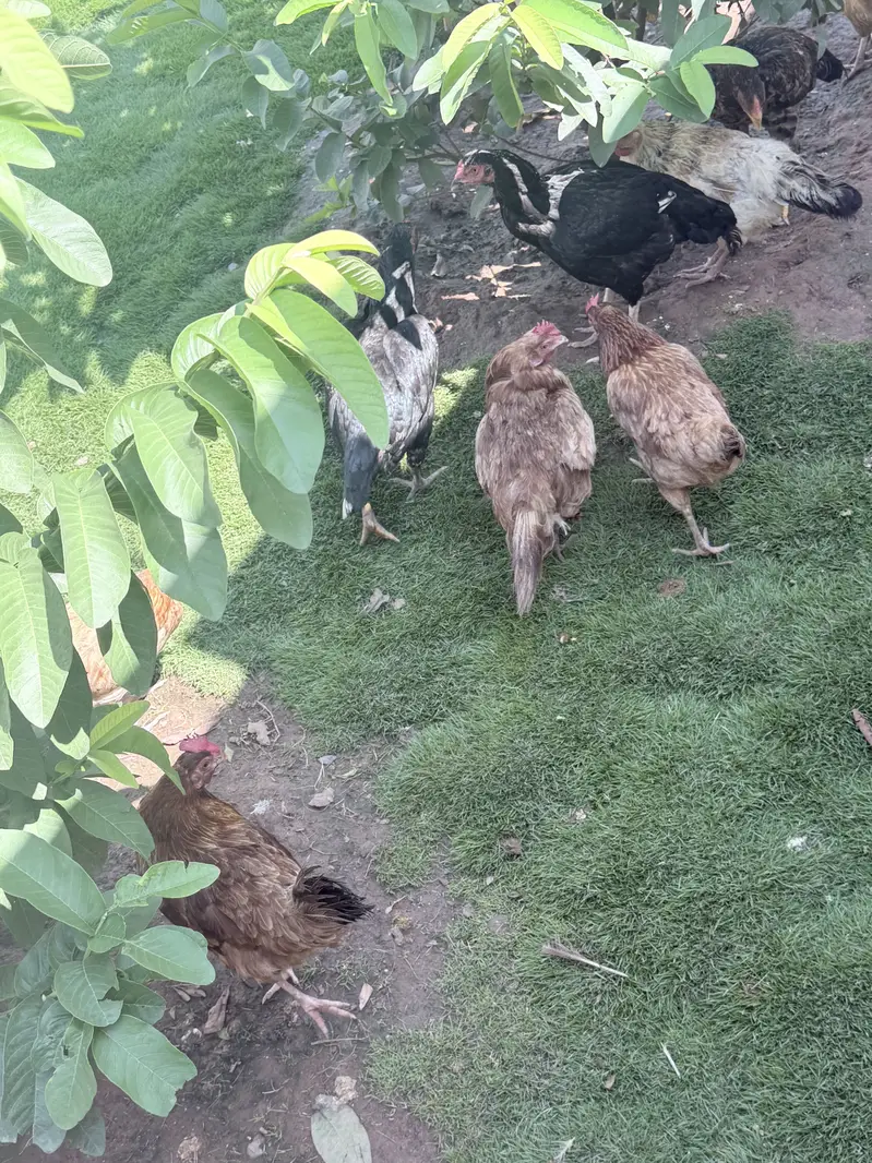 Hens male female — photo 7