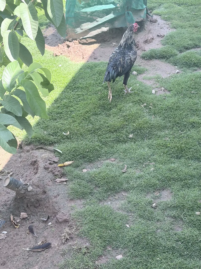 Hens male female — photo 8