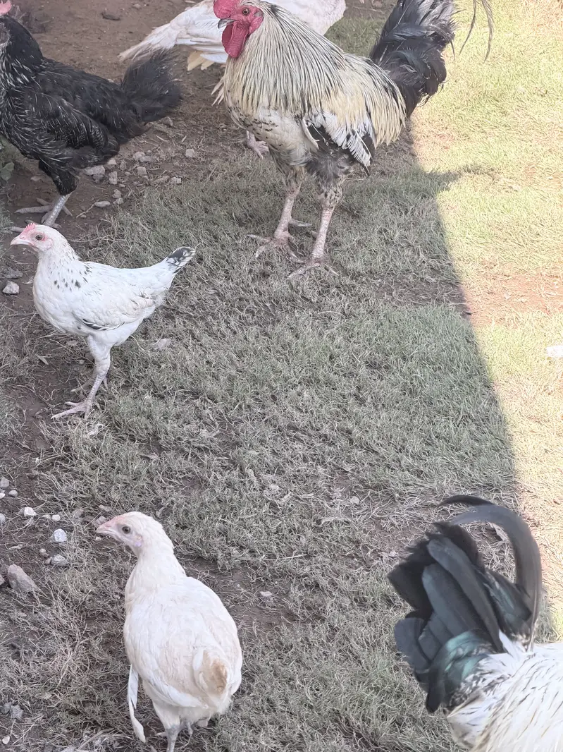 Hens male female — photo 9