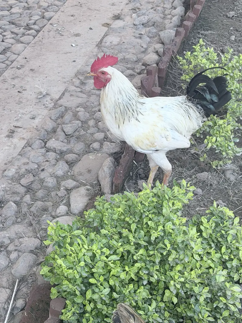 Hens male female — photo 10