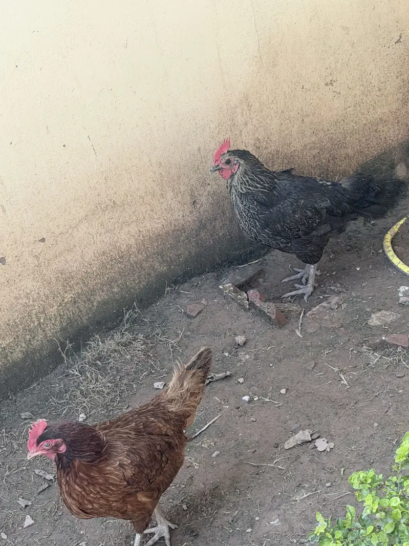 Hens male female — photo 11