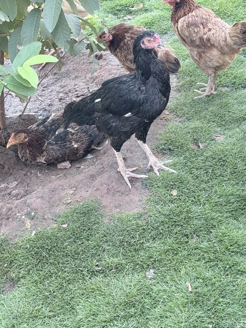 Hens male female — photo 12