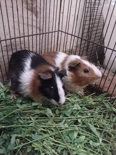 guinea pig breeder pair
