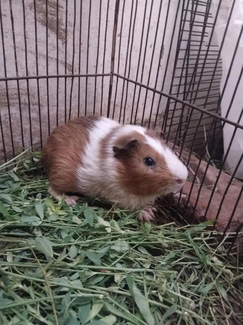 guinea pig breeder pair — photo 2