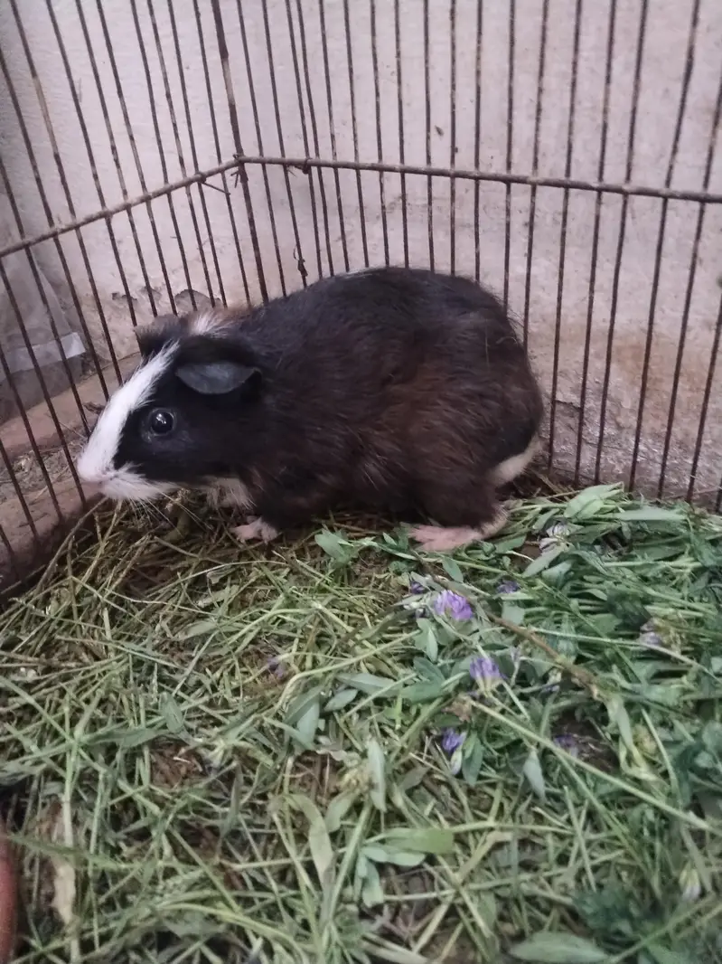 guinea pig breeder pair — photo 3