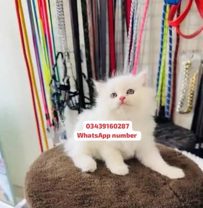 ( Persian Female Kitten ) For sale Contact WhatsApp