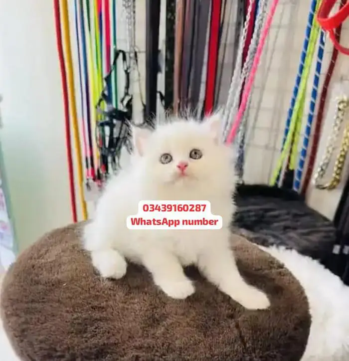 ( Persian Female Kitten ) For sale Contact WhatsApp — photo 2