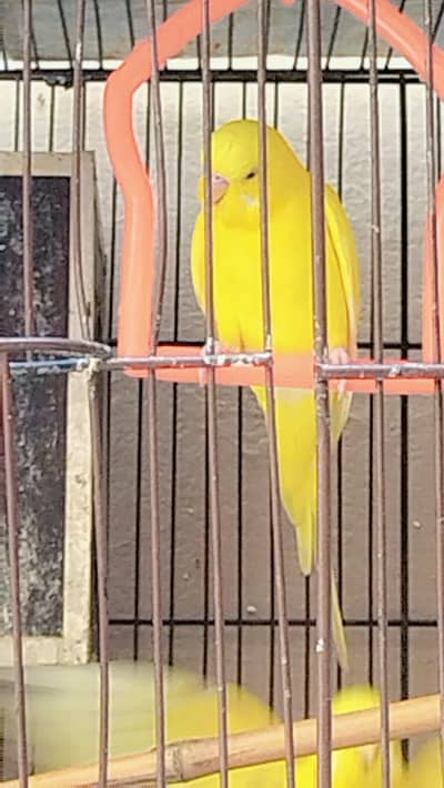 Healthy Australian Budgies