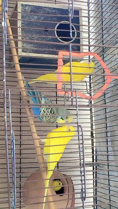 King size Australian Budgies- home Raise