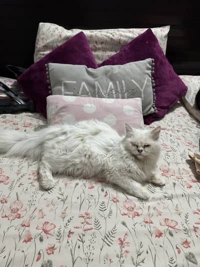 Triple coated female cat for sale