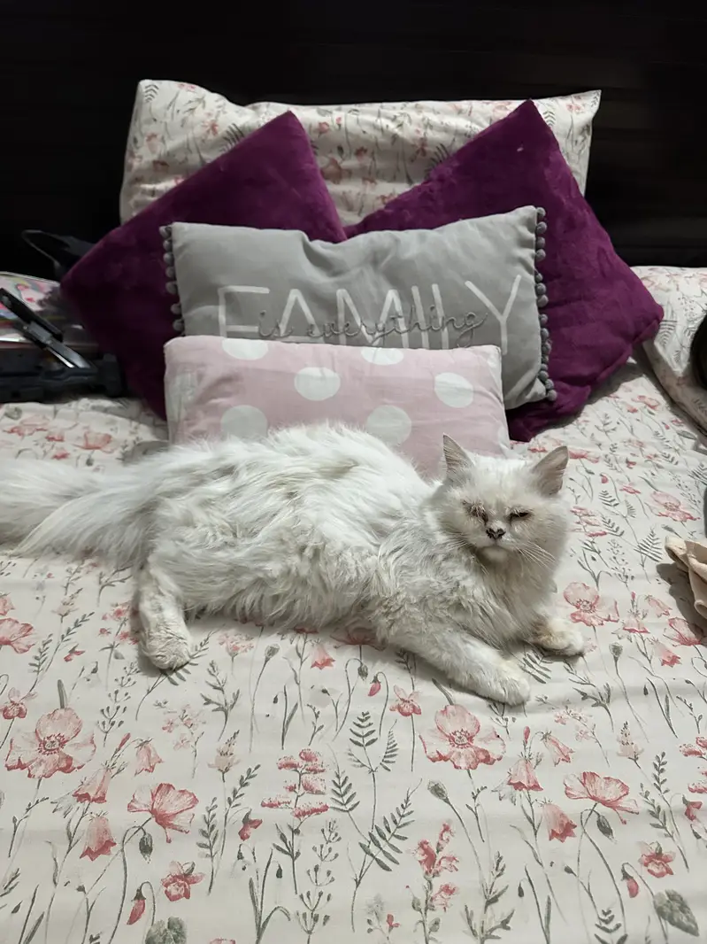 Triple coated female cat for sale