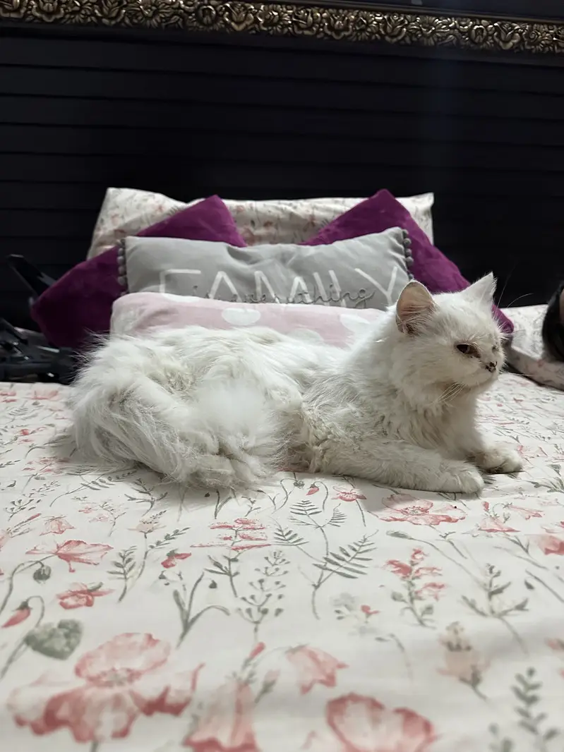 Triple coated female cat for sale — photo 2