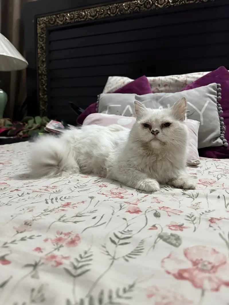 Triple coated female cat for sale — photo 3