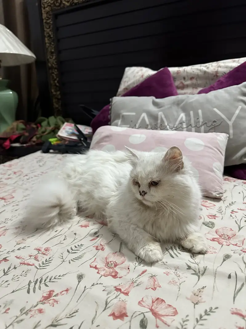 Triple coated female cat for sale — photo 4