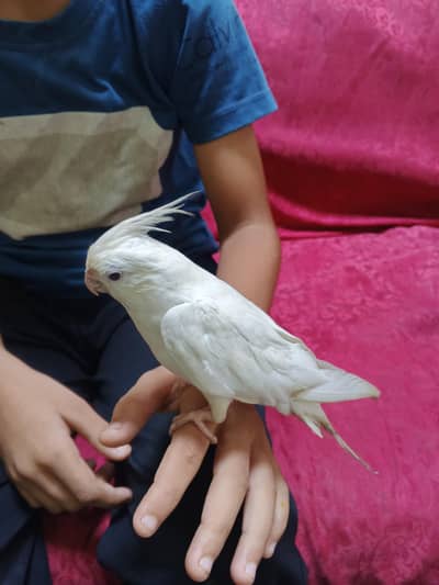 cocktail hand tame