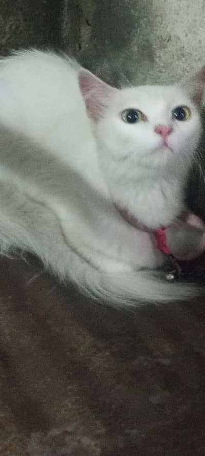 white and adult cat with beautiful eyes