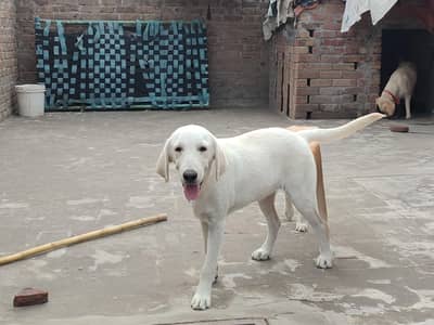 rare color is white American Labrador puppy for sale