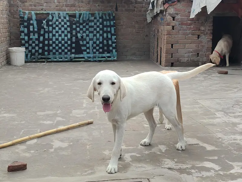 rare color is white American Labrador puppy for sale