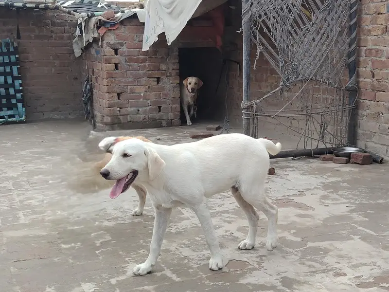 rare color is white American Labrador puppy for sale — photo 2