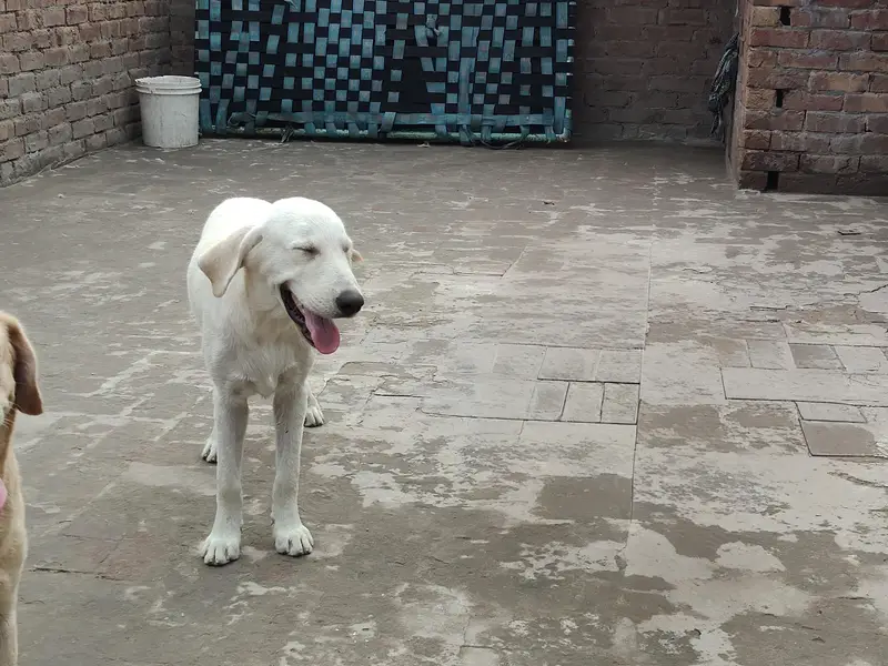 rare color is white American Labrador puppy for sale — photo 3