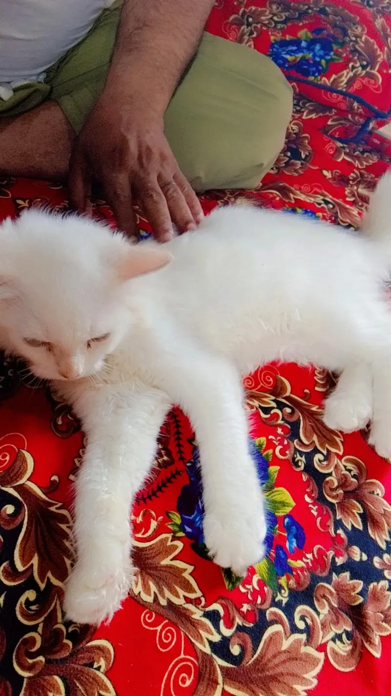 cute cats