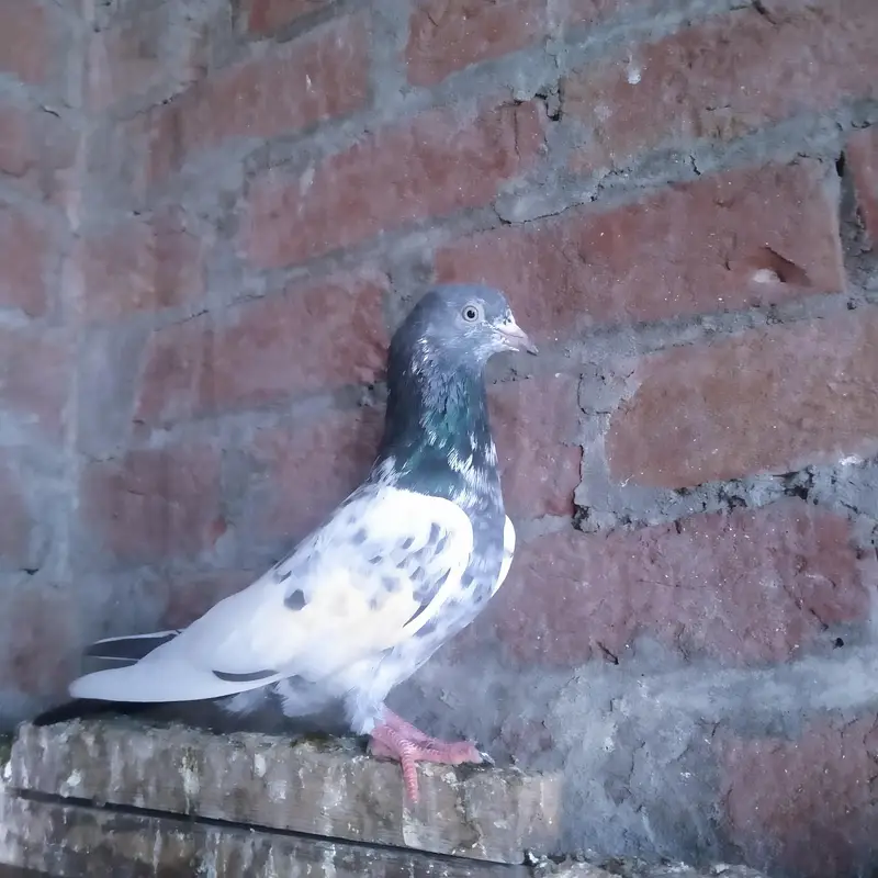 pijon kabutar — photo 2