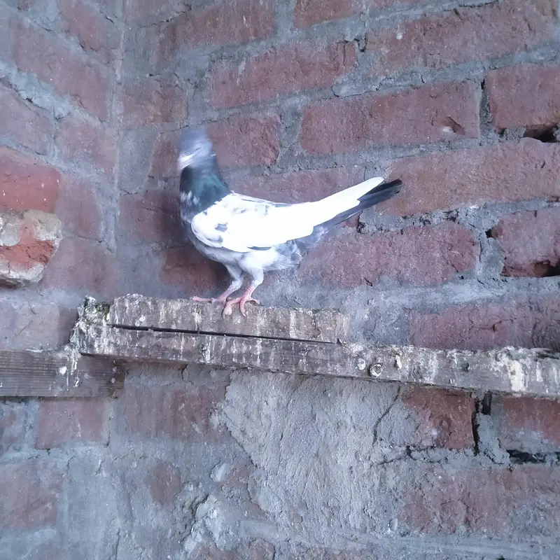 pijon kabutar — photo 3