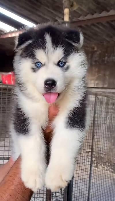 Siberian husky fore sale