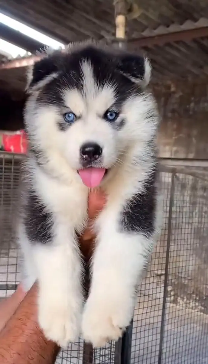 Siberian husky fore sale