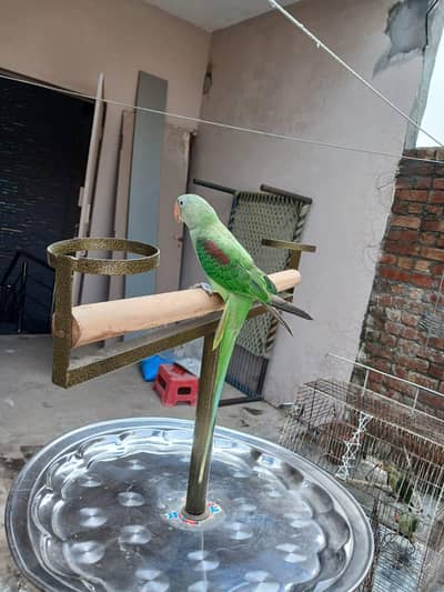 Raw parrot
