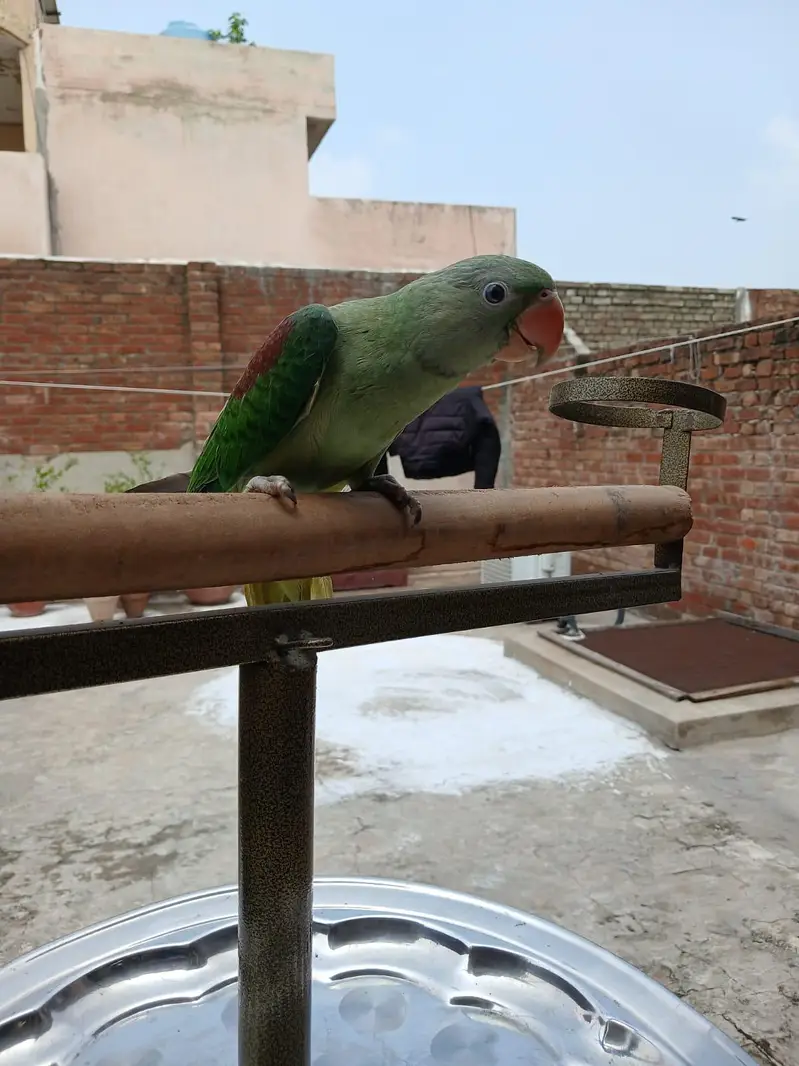Raw parrot — photo 2