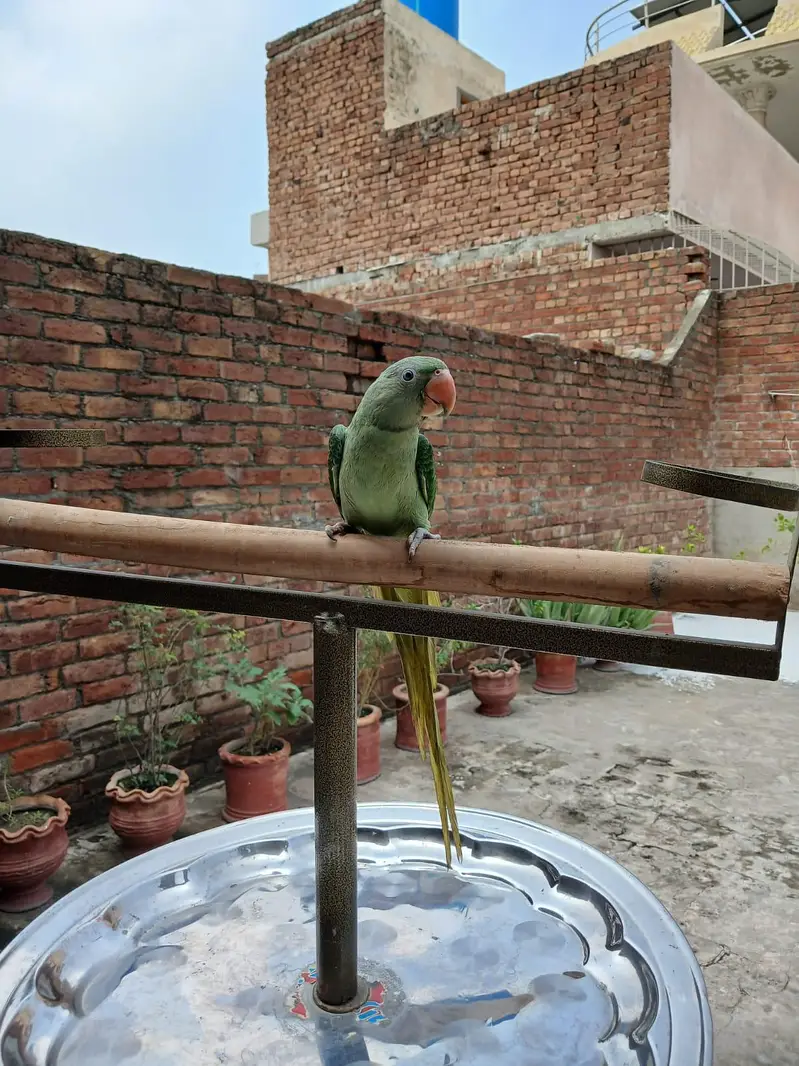 Raw parrot — photo 3