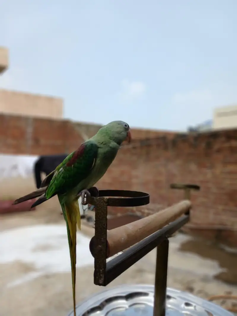 Raw parrot — photo 4