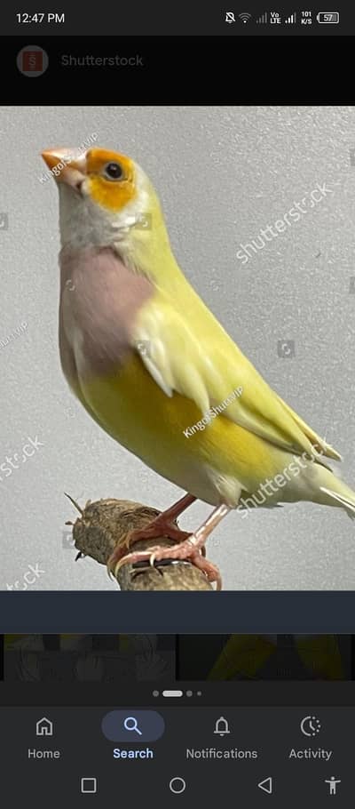 Required 2 lutino goldian finches breeder females. .